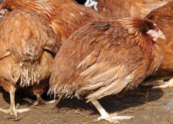 Aşı ve Anticoccidial Rotasyonu ile Coccidiosisin Maksimum Kontrolü