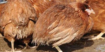 Aşı ve Anticoccidial Rotasyonu ile Coccidiosisin Maksimum Kontrolü