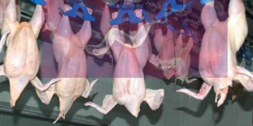 Avrupada Campylobacter ile Mücadele