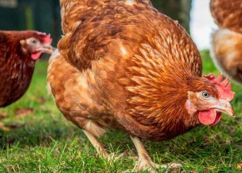 Bağırsak Sağlığı İçin Hayvansal Katkılar