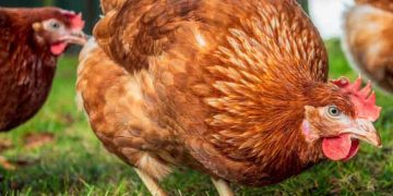 Bağırsak Sağlığı İçin Hayvansal Katkılar