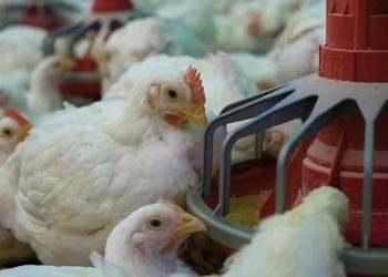 Bakteriyel Enteritiste Global Eğilimlerin Değerlendirilmesi