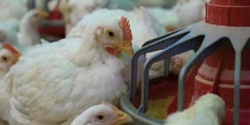 Bakteriyel Enteritiste Global Eğilimlerin Değerlendirilmesi