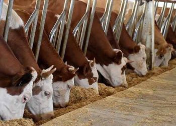 “Besilik hayvan ithalatı”nı durduracak karara sektör temsilcilerinden destek