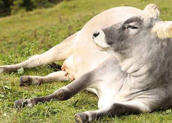 Büyükbaş Hayvanlarda Üç Gün Krizi!