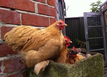 COCCIDIOSIS Aşılamasında Kritik Kontrol Noktaları