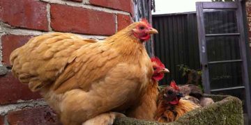 COCCIDIOSIS Aşılamasında Kritik Kontrol Noktaları