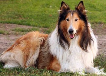 Collie Köpek Irkı Resimleri