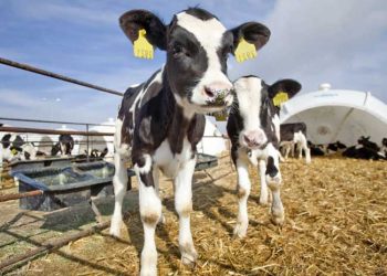 Döl Kayıplarının Önlenmesi