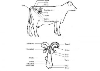 Döl Verimin Fizyolojisi