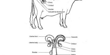 Döl Verimin Fizyolojisi