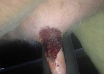 Düvelerin Meme Başı Enfarktüsü (Ischemic Teat Necrosis)