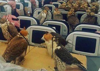 Evcil Kuşların Uçakla Yolculuğu