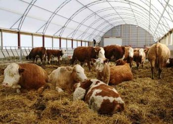 Hayvancılıktaki İthalatın Yetiştiricilik ve Sağlık Boyutu