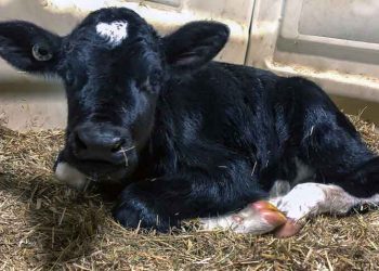 İneklerde Döl Verimini Etkileyen Faktörler ve Başarılı Bir Suni Tohumlama Uygulamasının Koşulları