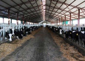 İneklerde İnfertiliteye Neden Olan Bakım ve Yönetim Hataları