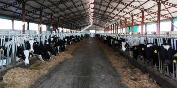 İneklerde İnfertiliteye Neden Olan Bakım ve Yönetim Hataları