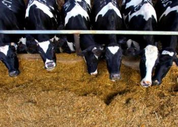 İneklerde İnfertiliteye Neden Olan Beslenme Bozuklukları