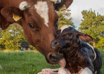 İneklerde İnfertiliteye Neden Olan Genetik Kusurlar