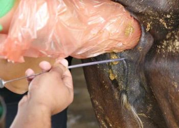 İneklerde İnfertiliteye Neden Olan Tohumlama Hataları