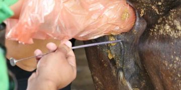 İneklerde İnfertiliteye Neden Olan Tohumlama Hataları