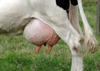 İneklerde Kesim Kararı Bazı Mastitislerde Bir Çözüm Yöntemidir