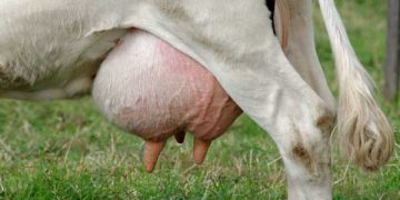 İneklerde Kesim Kararı Bazı Mastitislerde Bir Çözüm Yöntemidir