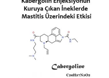 Kabergolin Enjeksiyonun Kuruya Çıkan İneklerde Mastitis Üzerindeki Etkisi