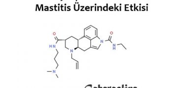 Kabergolin Enjeksiyonun Kuruya Çıkan İneklerde Mastitis Üzerindeki Etkisi