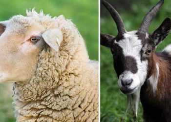 Koyun ve Keçi Yetiştiriciliğin Temel Kuralları