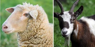 Koyun ve Keçi Yetiştiriciliğin Temel Kuralları