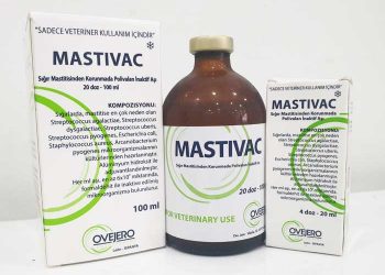 Mastivac