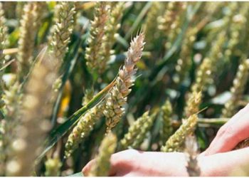 Mikotoksin Tehdidinin Kavranması