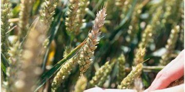 Mikotoksin Tehdidinin Kavranması