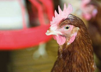 Orta Zincirli Yağ Asitleri ve Antimikrobiyal Dirençle Mücadele