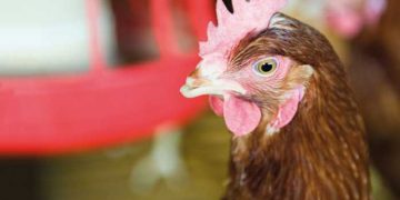 Orta Zincirli Yağ Asitleri ve Antimikrobiyal Dirençle Mücadele