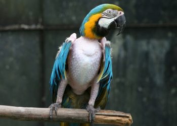 Papağangillerde Gaga ve Tüy Hastalığı (PGTH)