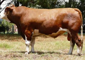 Sığır Suni Tohumlaması Pratiğinde Kaliteli Sperma Kullanımının Özendirilmesi