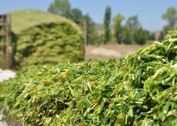 Sığırcılık İşletmelerinde Silajın Önemi