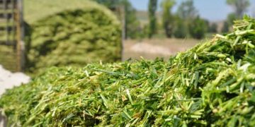 Sığırcılık İşletmelerinde Silajın Önemi