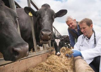 Sığırcılık Sektöründe Geleceğin Veteriner Hekimleri