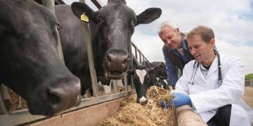Sığırcılık Sektöründe Geleceğin Veteriner Hekimleri