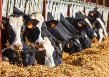 Sığırcılıkta İhtisas Çiftlikleri