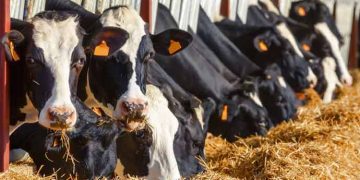 Sığırcılıkta İhtisas Çiftlikleri