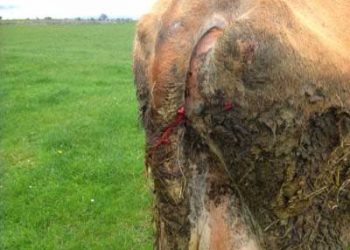 Sığırlarda Kan İşeme