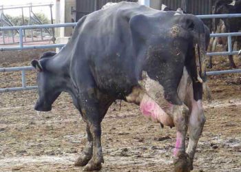 Sığırlarda Topallık ve Suç Ortakları