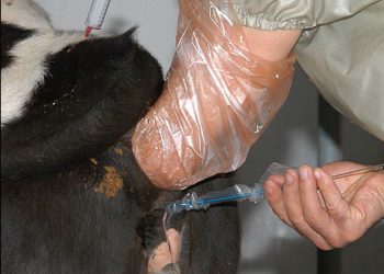 Suni Tohumlama Nedir?