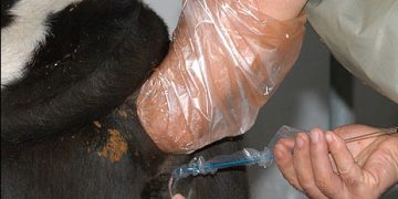 Suni Tohumlama Nedir?