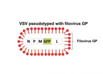 Yalancı Tip Virüs Nedir?