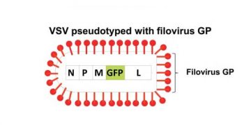 Yalancı Tip Virüs Nedir?
